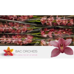 CYMB T ELLIO RO C290