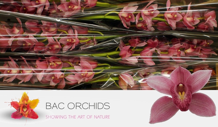 <h4>CYMB T ELLIO RO C290</h4>