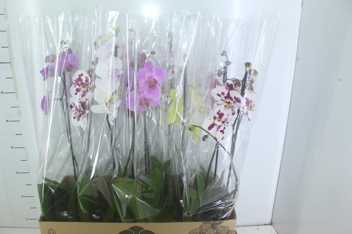 <h4>PHALAENOPSIS MIX P12</h4>