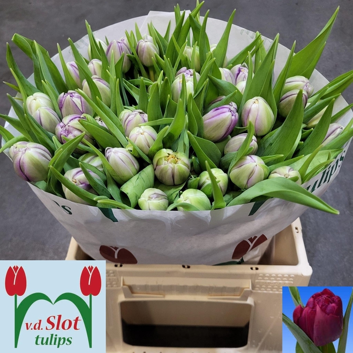 <h4>TU DU PYTHON</h4>