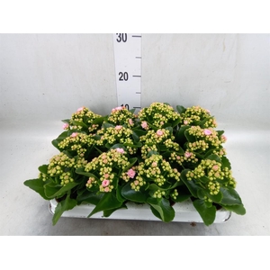 Kalanchoe blos. 'Perfecta Pink'