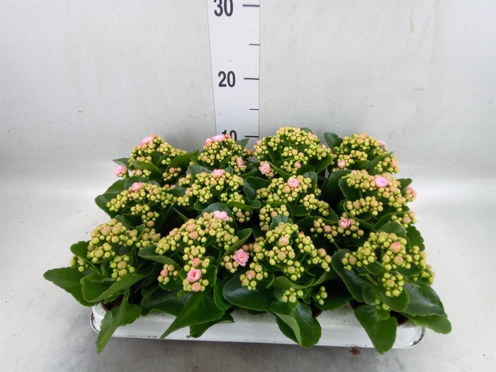 <h4>Kalanchoe blos. 'Perfecta Pink'</h4>