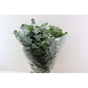 Euca Cinerea 200gr P Bunch
