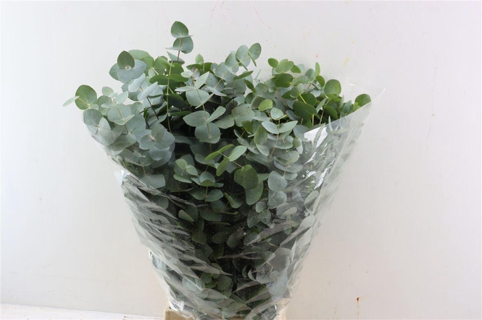 <h4>Euca Cinerea 200gr P Bunch</h4>