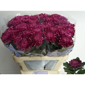 Chr G Bigoudi Purple