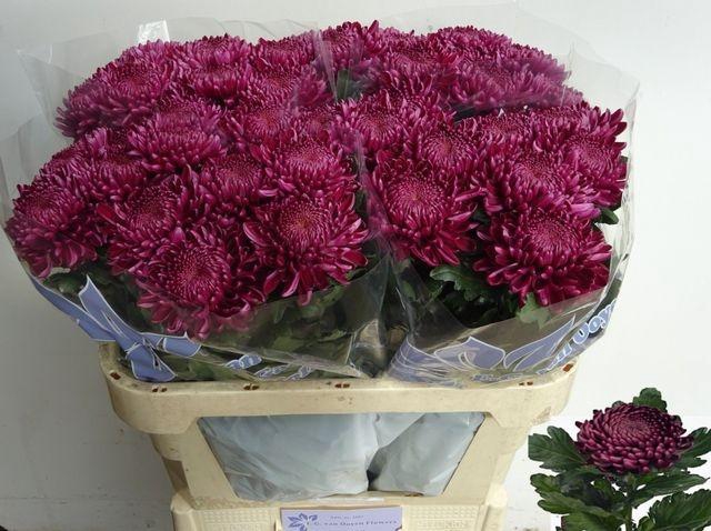 <h4>Chr G Bigoudi Purple</h4>