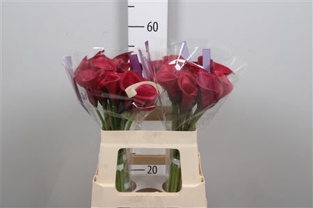 <h4>Zant Red Salsa</h4>