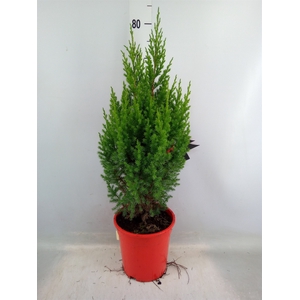 Juniperus chinensis 'Stricta'