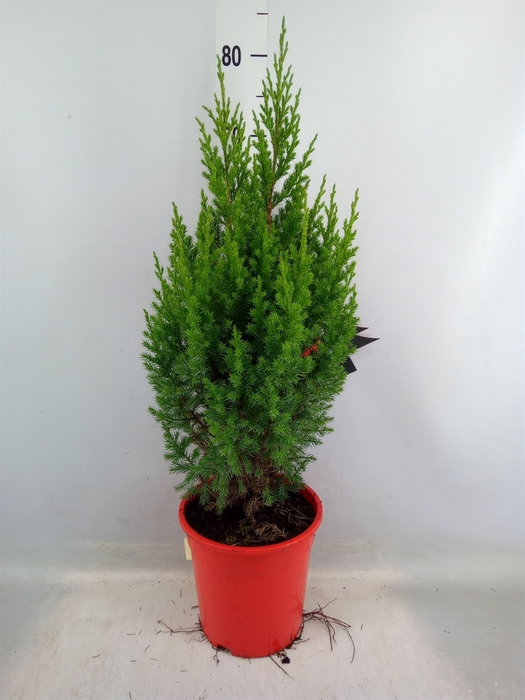 <h4>Juniperus chinensis 'Stricta'</h4>