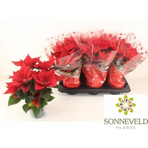 EUPHOR P CHR UNIVERS