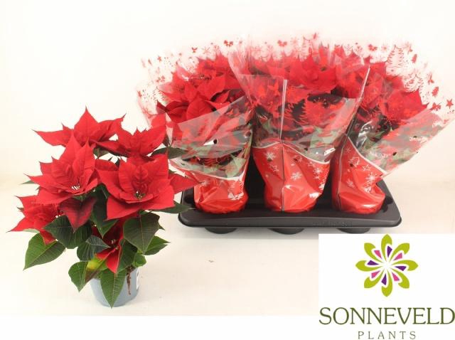 <h4>EUPHOR P CHR UNIVERS</h4>