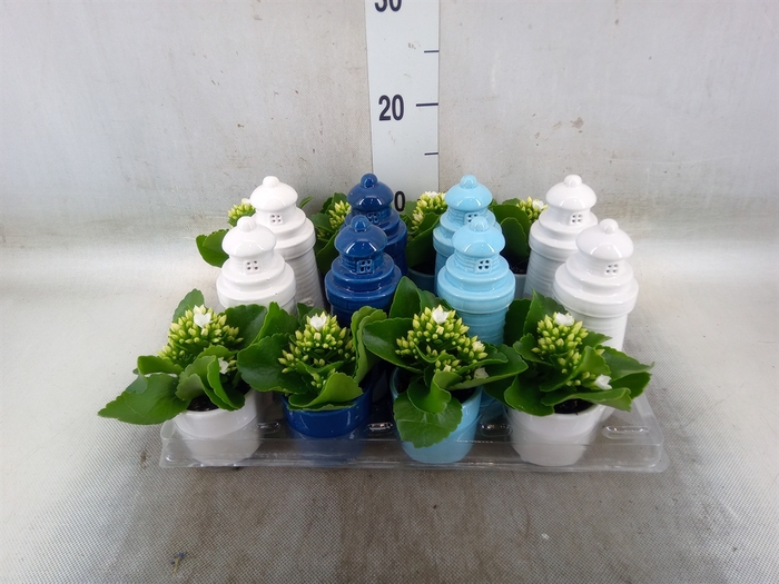 <h4>Kalanchoe   ...mini</h4>