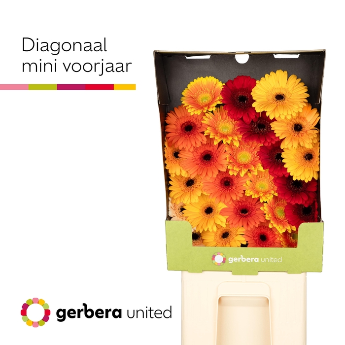 <h4>Germini Mix Herfst Diamond</h4>