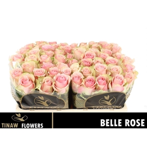 R Gr Belle Rose