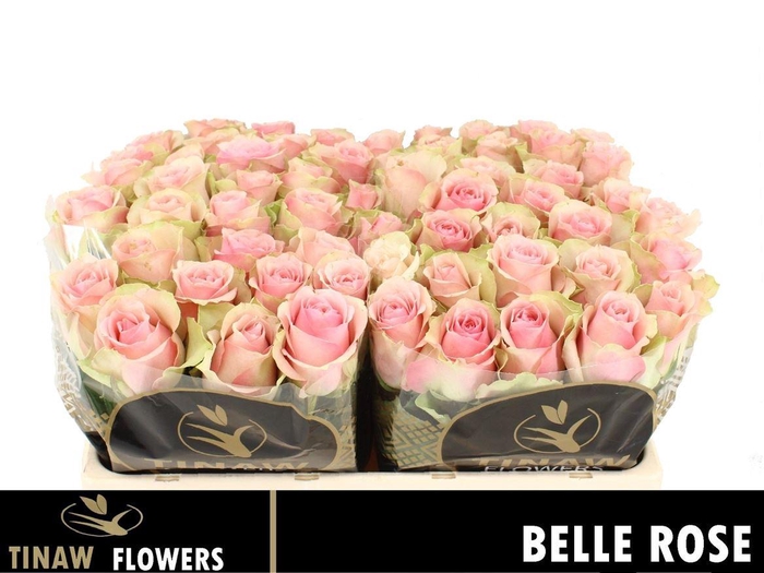 <h4>R Gr Belle Rose X10</h4>