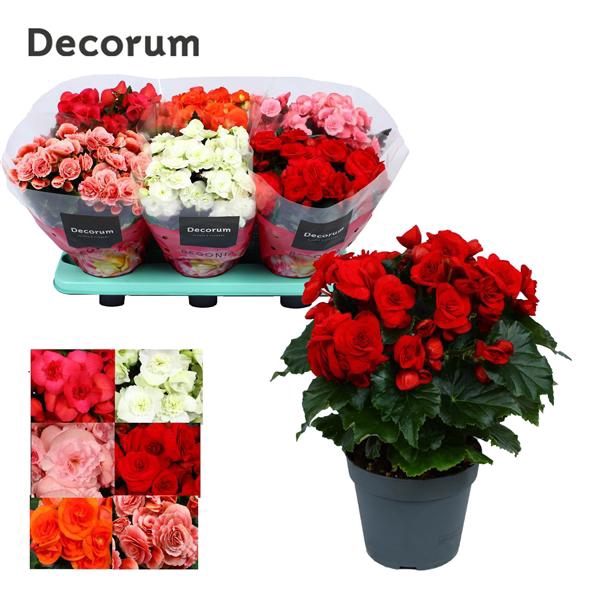 <h4>Begonia Gemengd MET WIT zonder geel</h4>