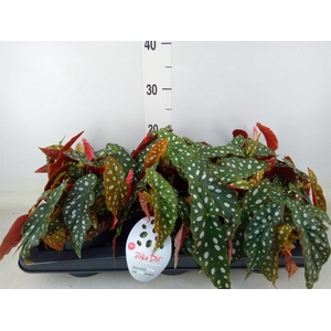 Begonia maculata