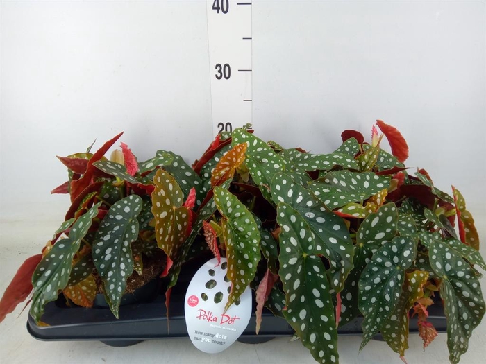 <h4>Begonia maculata</h4>