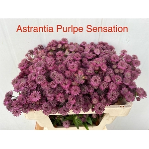 Astr Purple Sensatio