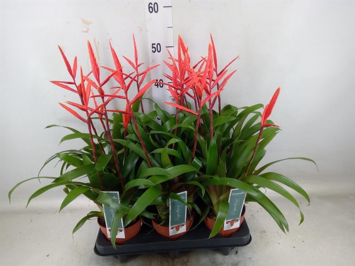 <h4>Vriesea 'Elan'</h4>