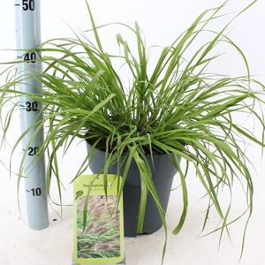 Pennisetum alopecuroides