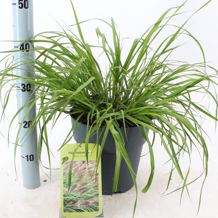 <h4>Pennisetum alopecuroides</h4>