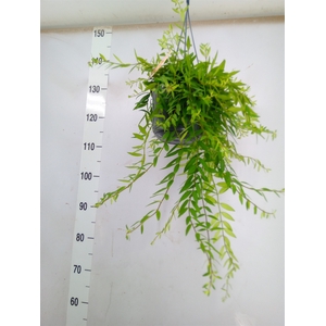 Aeschynanthus  'Japhrolepis'