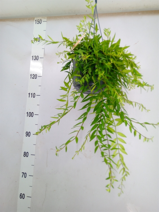 <h4>Aeschynanthus  'Japhrolepis'</h4>