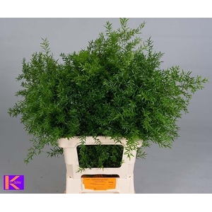 ASP DENS CWEBE - 65 CM