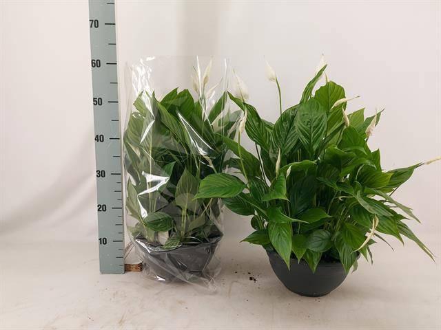 <h4>SPATH CHOPIN</h4>