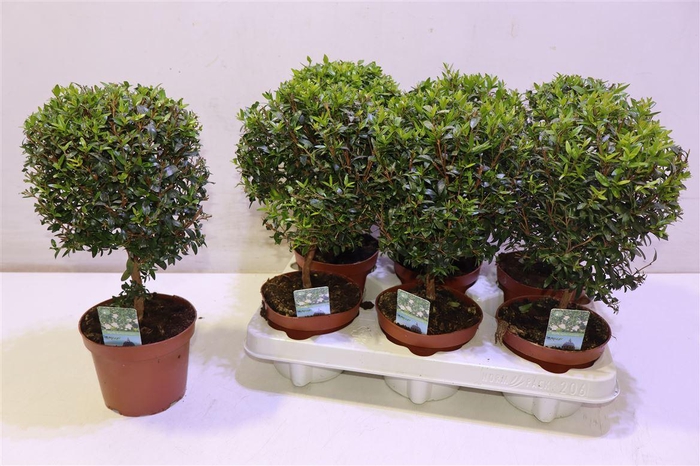 <h4>arr8 Myrtus Com</h4>