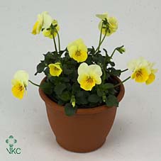 Viool corr geel paarse vlag p9