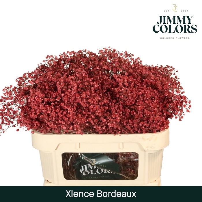 <h4>Gyps Xlence l70 Bordeaux</h4>