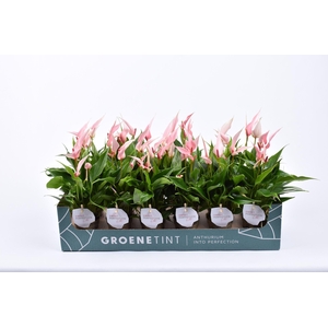 Anthurium Lilli 7 cm