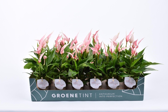 Anthurium Lilli 7 cm