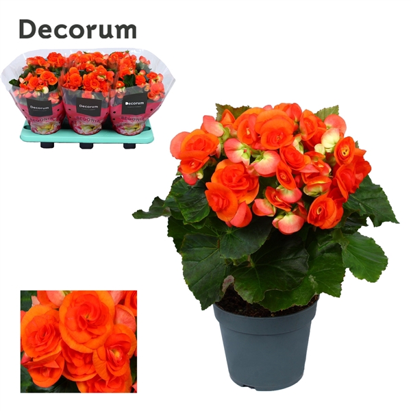 <h4>Begonia ''reina'' oranje Decorum</h4>
