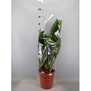 Zamioculcas zamiifolia