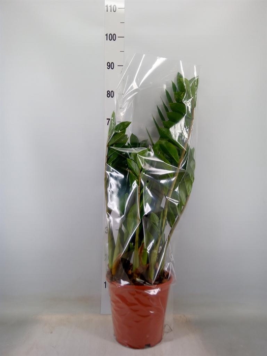 <h4>Zamioculcas zamiifolia</h4>
