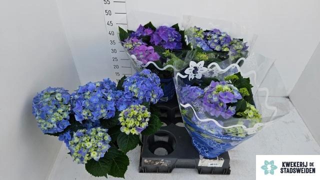 <h4>HYDR M EARLY BLUE</h4>