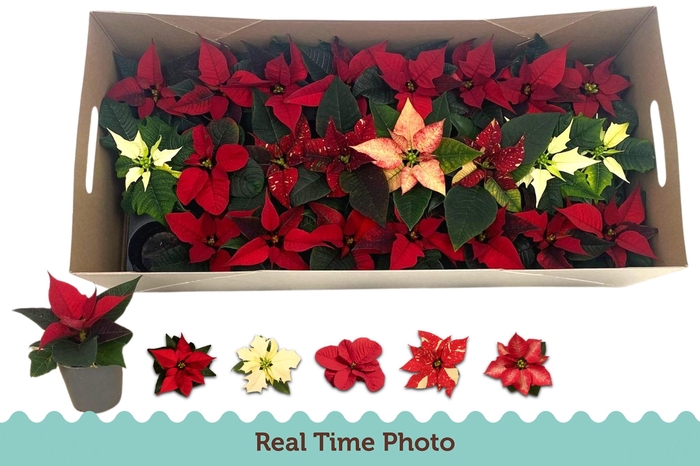 <h4>EUPHOR P GEM</h4>