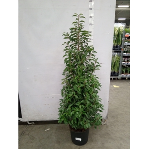 Prunus lusit. 'Angustifolia'