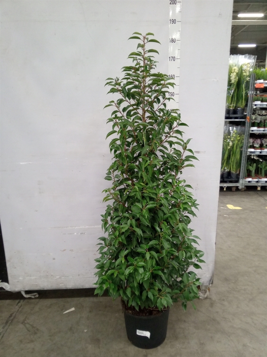 <h4>Prunus lusit. 'Angustifolia'</h4>