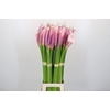 Zantedeschia Eydolls Purple Pink