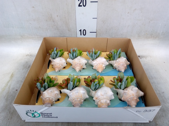 <h4>Planten  ..in schelp L%</h4>