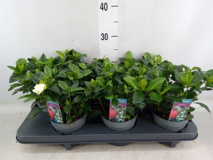 <h4>Gardenia jasminoides</h4>