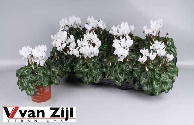 <h4>Cycl Kl Sup Carino</h4>