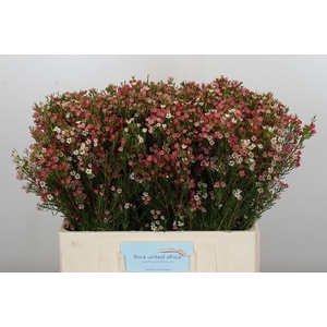 Chamelaucium My Sweet 16