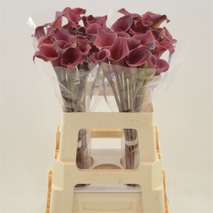 Calla Red Charm