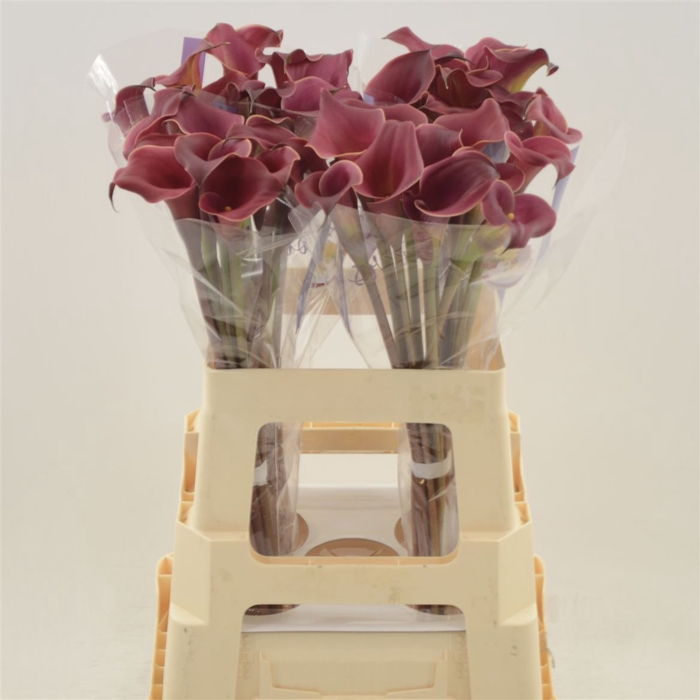 <h4>Calla Red Charm</h4>