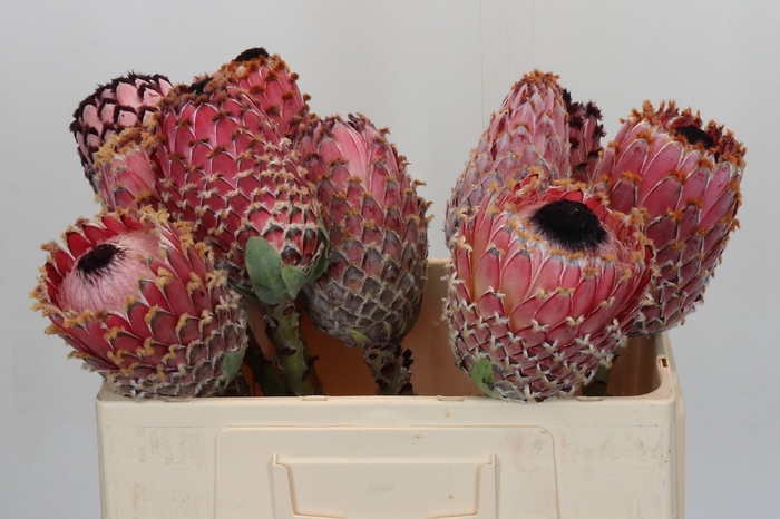 <h4>Protea Barbigera No leaves</h4>